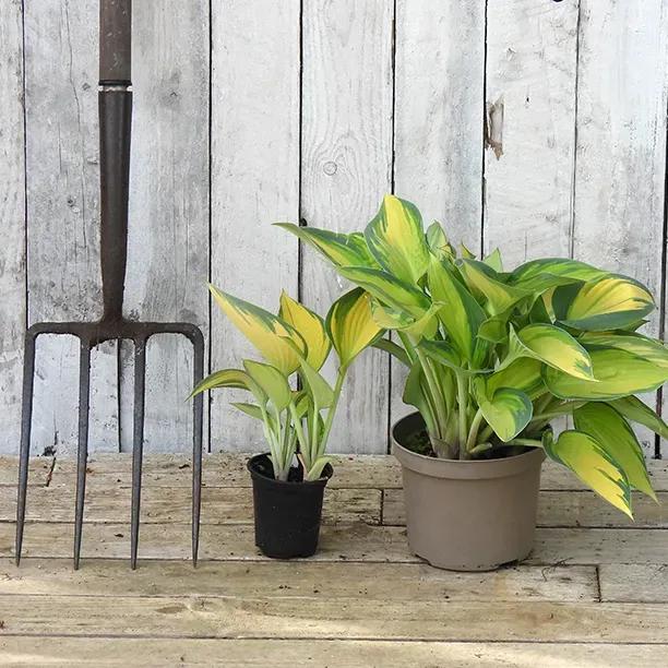 Potted Hosta Plants - p9 and 2 litre pots