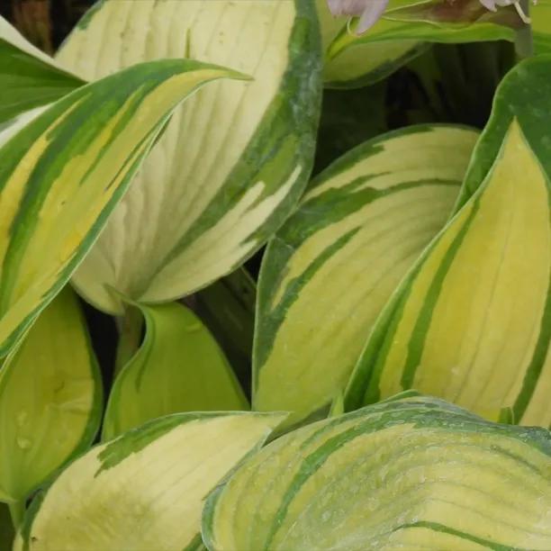 Hosta June Leaves