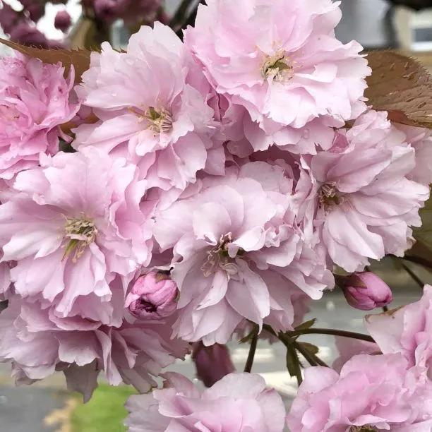 Prunus kanzan blossom