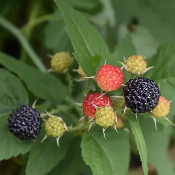 Karaka Black Blackberry Plants