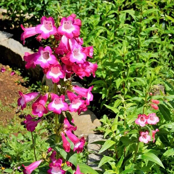 Kilimanjaro Penstemon Plants for Sale, UK Grown | Ashridge