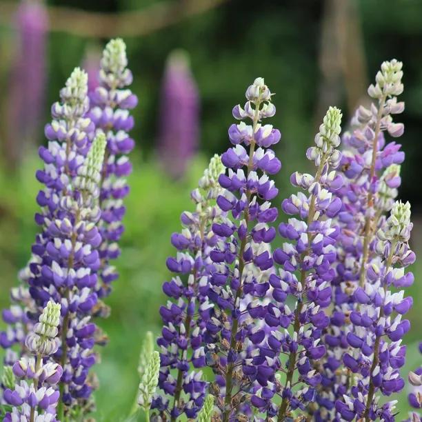 King Canute Lupin Plants for Sale, UK Grown | Ashridge