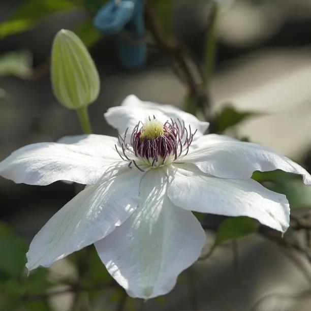 Kitty Clematis (Clematis Kitty Evipo097)