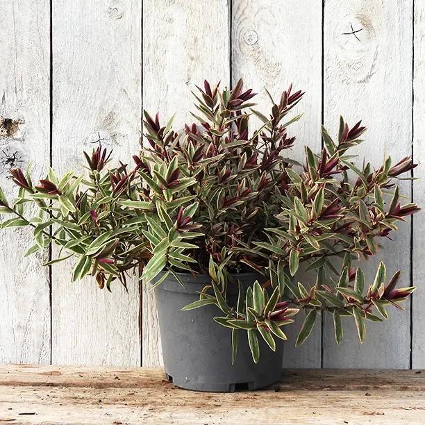 Lady Anne Hebe Shrub