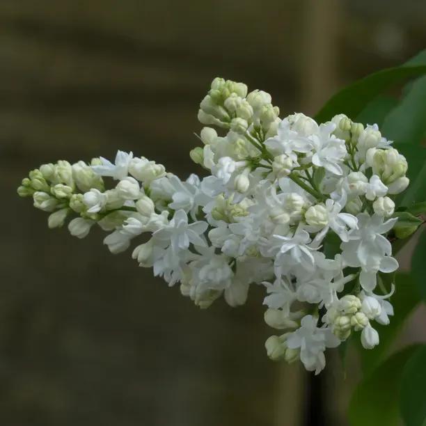 Lilac Hedging Plants For Sale Ashridge