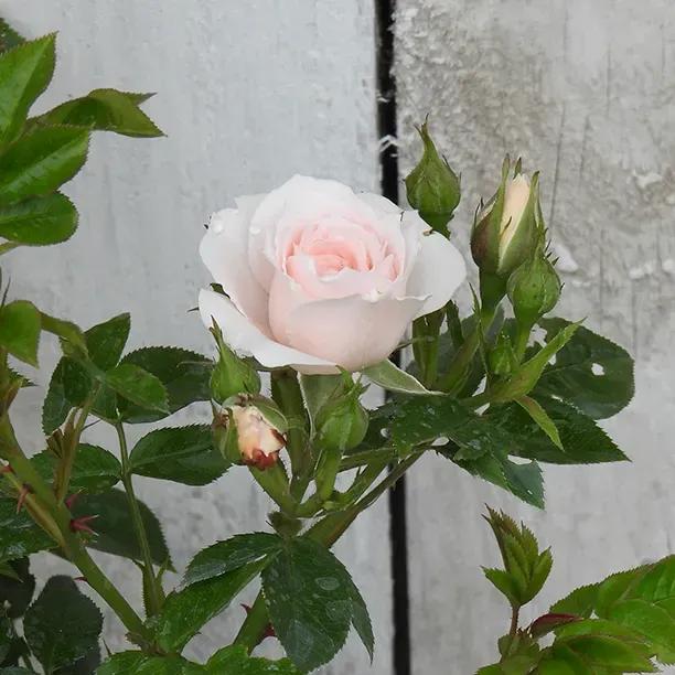 Lovely Bride Pale Pink Rose