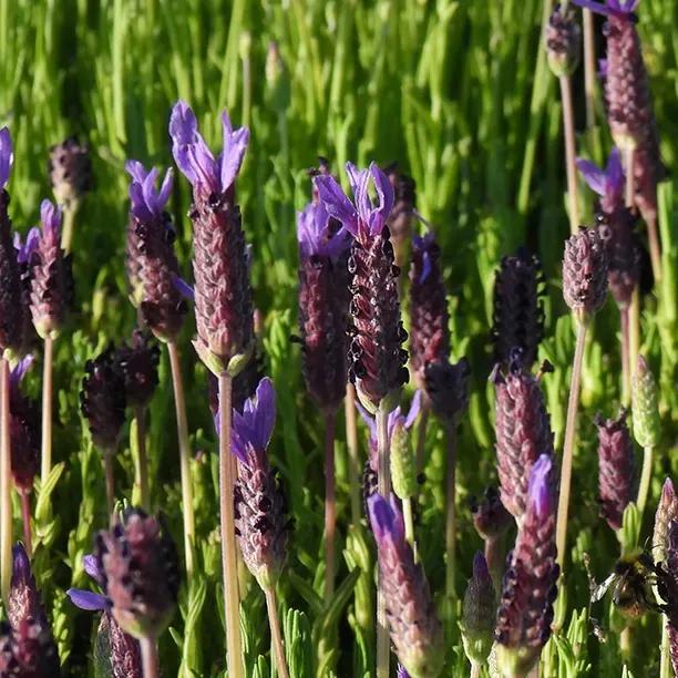 Lusi Purple Lavender