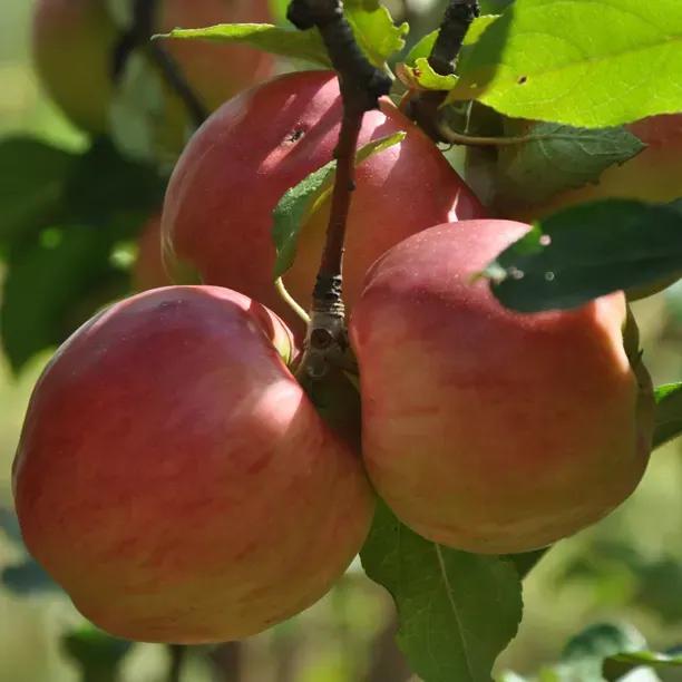 Major Cider Apple Trees