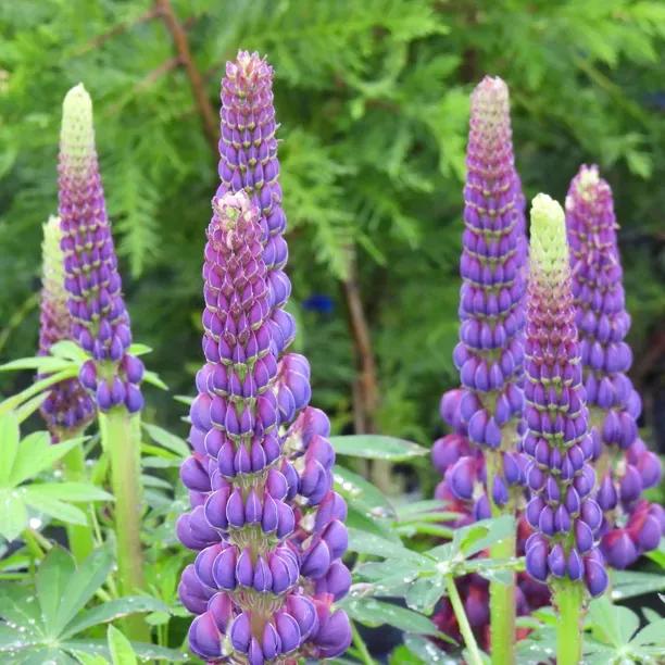 Masterpiece Lupins (Lupinus Masterpiece, West Country Range)