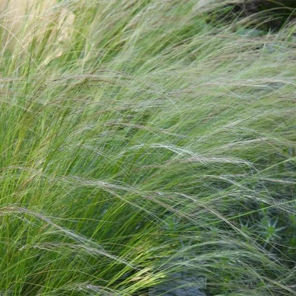 Mexican Feather Grass Plants (Stipa tenuissima)