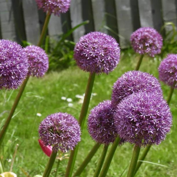 Millennium Ornamental Allium Bulbs