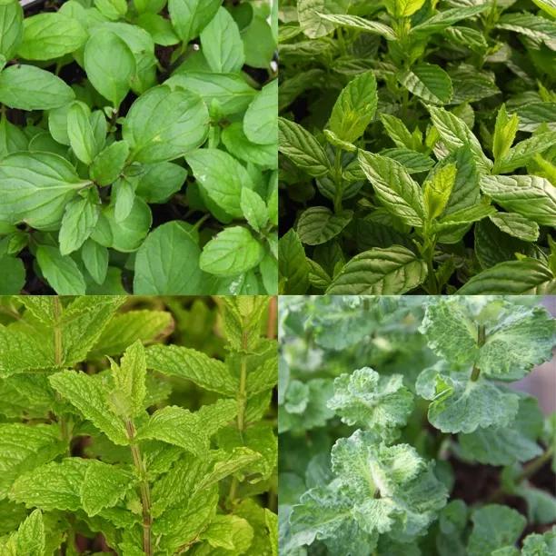 Mix of 6 Mint Plants for Sale, UK Grown | Ashridge