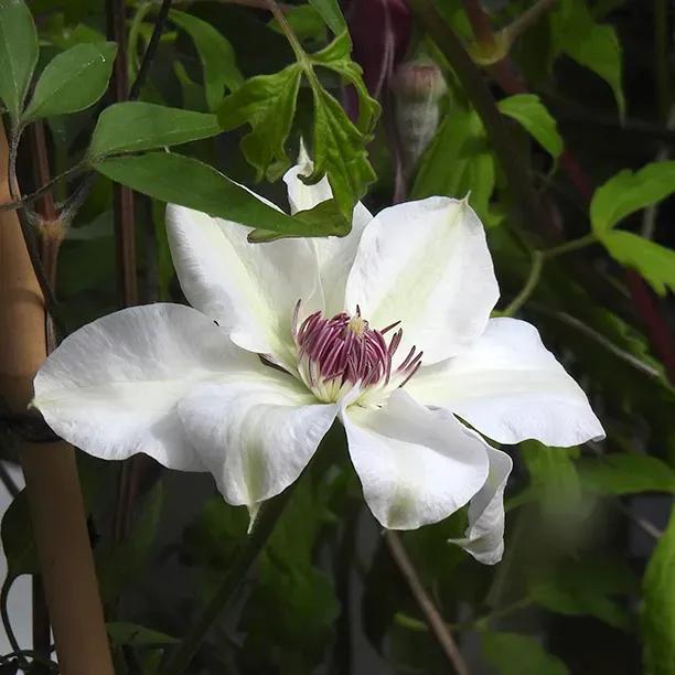 Miss Bateman White Clematis Flower