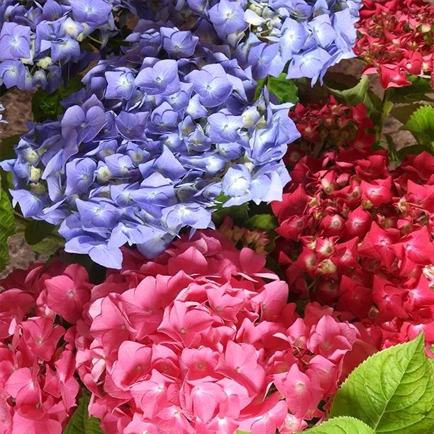 Mop Head Hydrangea Flowers