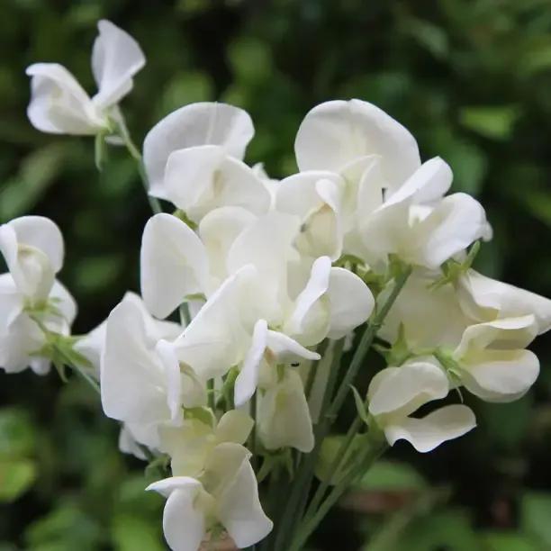 Mrs Collier Bunch of Sweet Peas