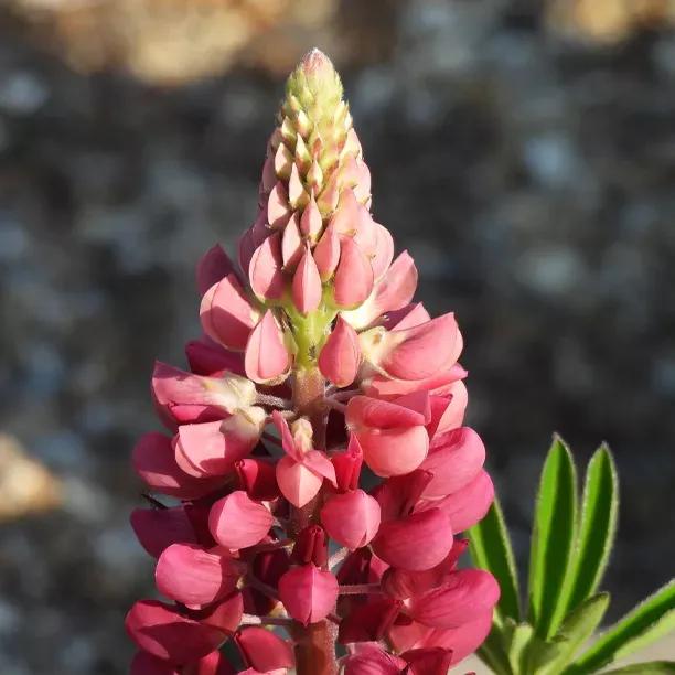 My Castle Lupin Plants (Lupinus polyphyllus My Castle)