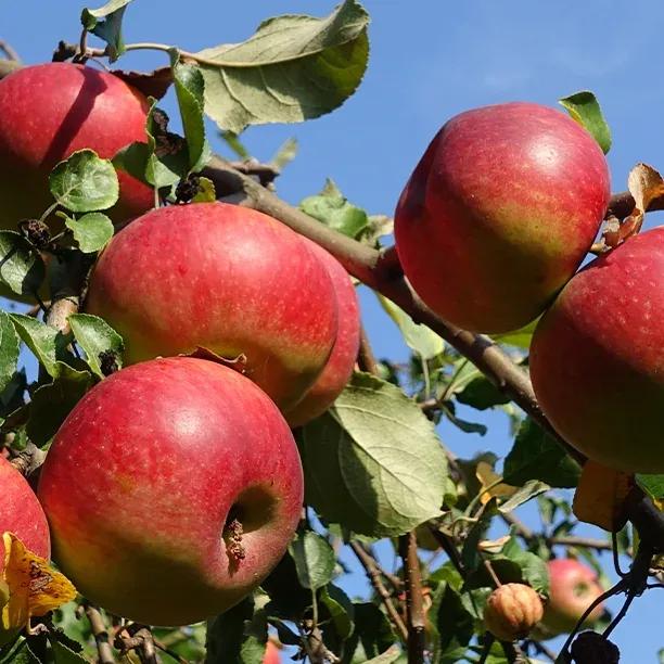 Norfolk Beefing Apple Tree