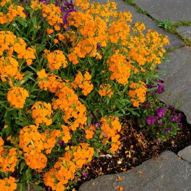 Orange Bedder Wallflowers