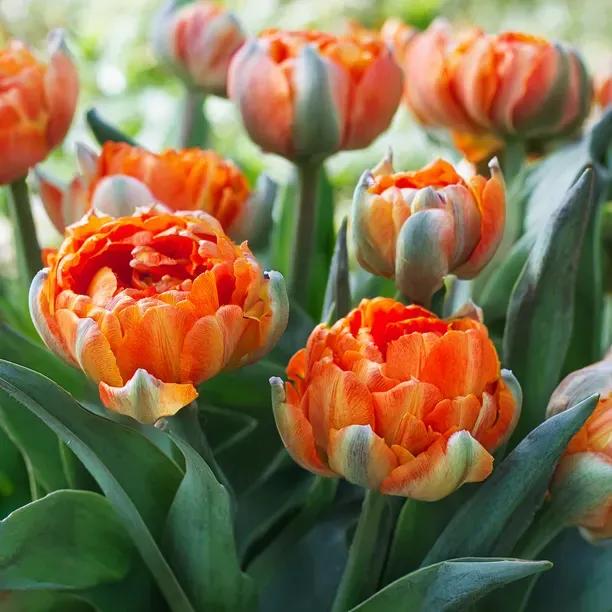 Orca Tulips