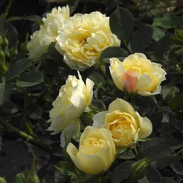 Our Dream Pale Yellow Roses