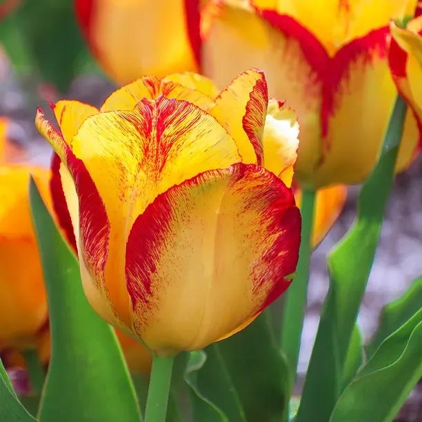 Outbreak Tulip Flowers