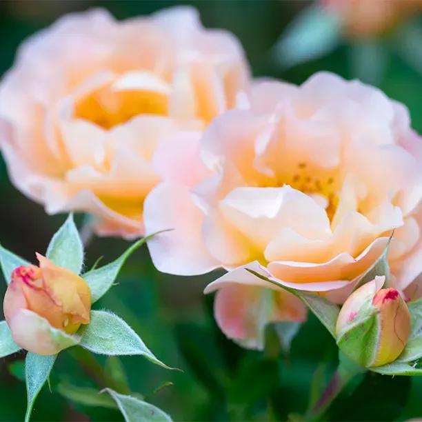  Peachy Patio Shrub Rose