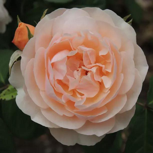 Peachy Patio Shrub Rose