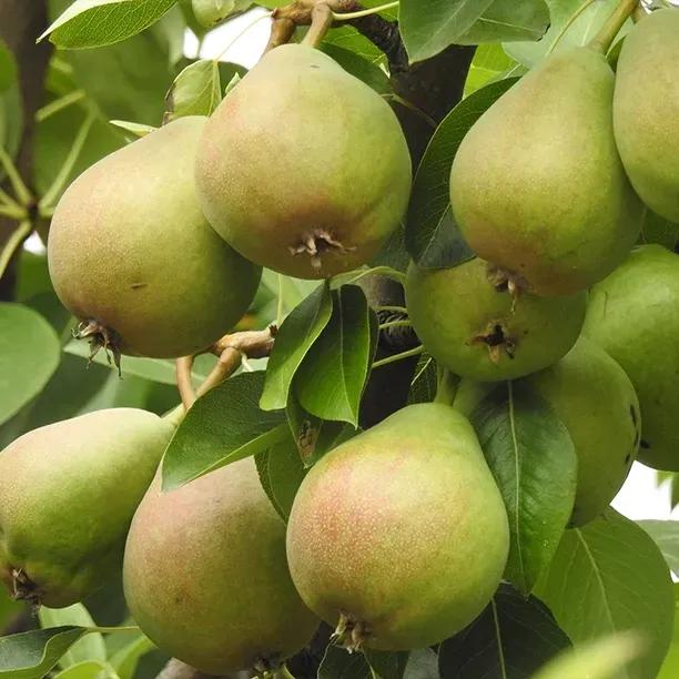 Quince A Rootstocks For Grafting Pear Trees | Ashridge