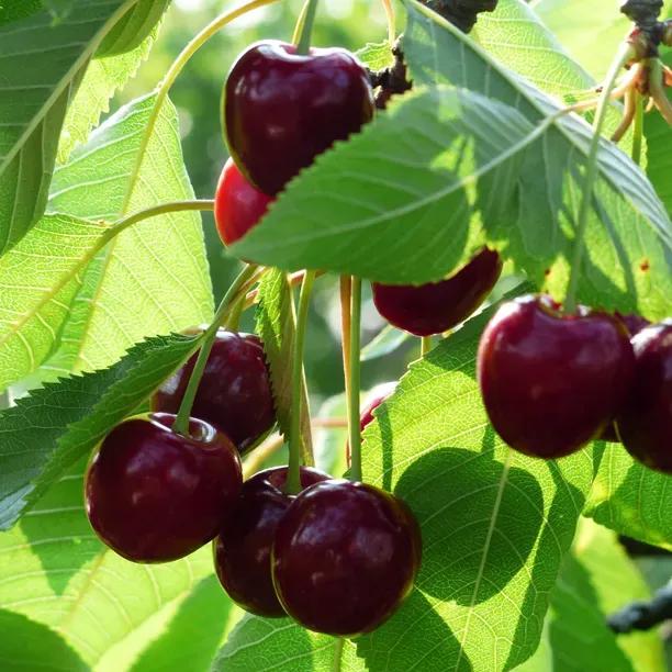 Penny Cherry Trees (Prunus avium Penny)