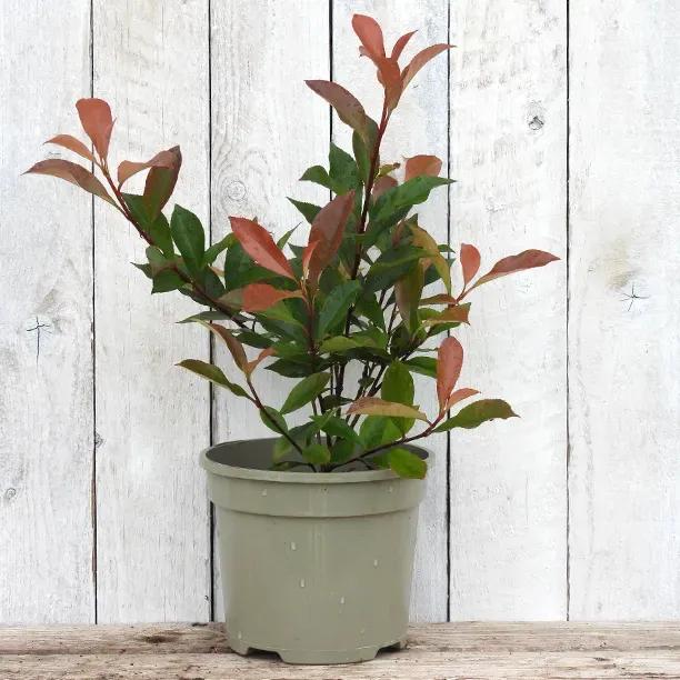 Potted Carre Rouge Photinia Shrub