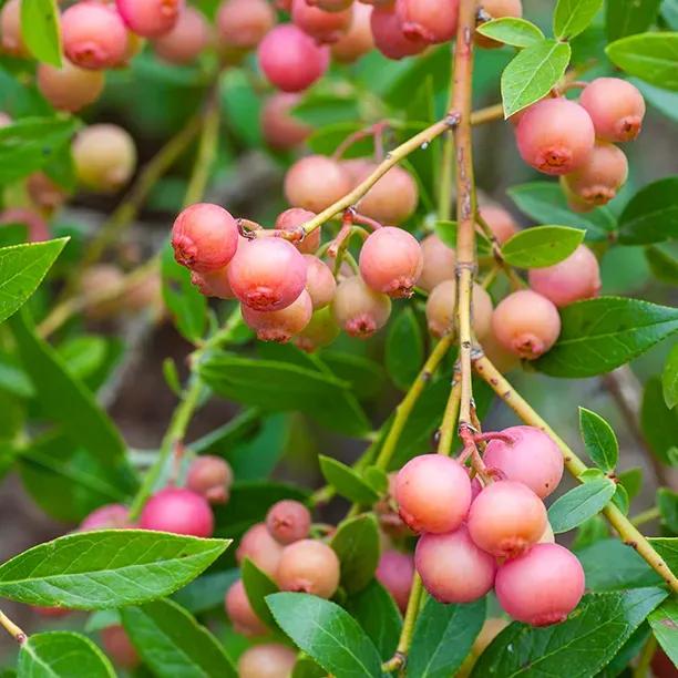 Pink Lemonade Blueberries