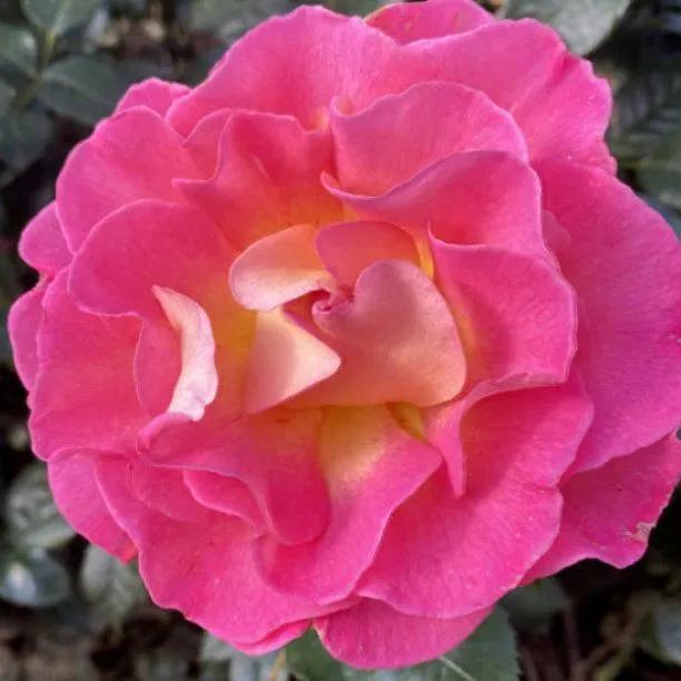 Pink Paradise Rose