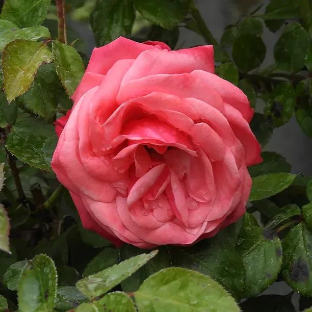 Pink Perpetue Rose in Flower