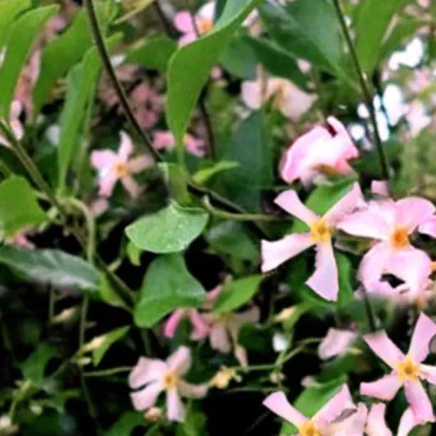 Pink Showers Jasmine Plants