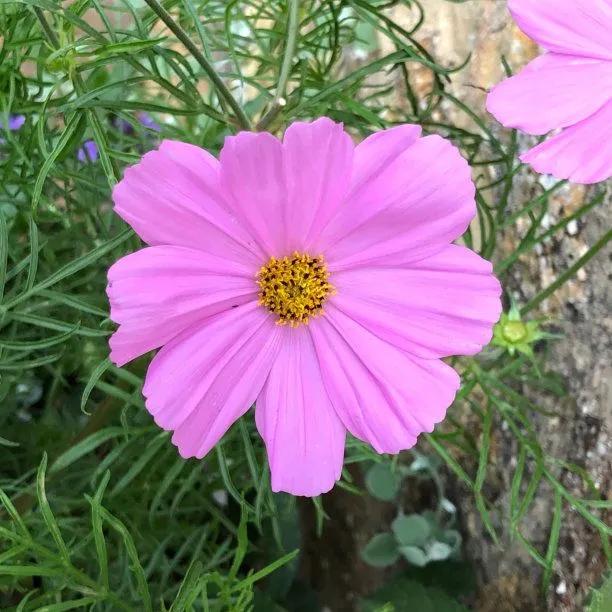 Cosmos Sonata Pink