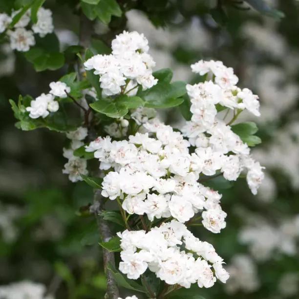 Hawthorn English Double White (Crataegus laevigata) with Speckled Wood Butterfly 2
