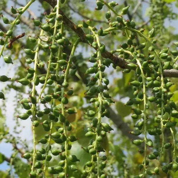 Gaver Hybrid Poplar