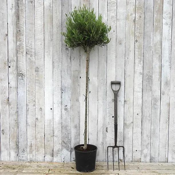 Potted Olive Tree