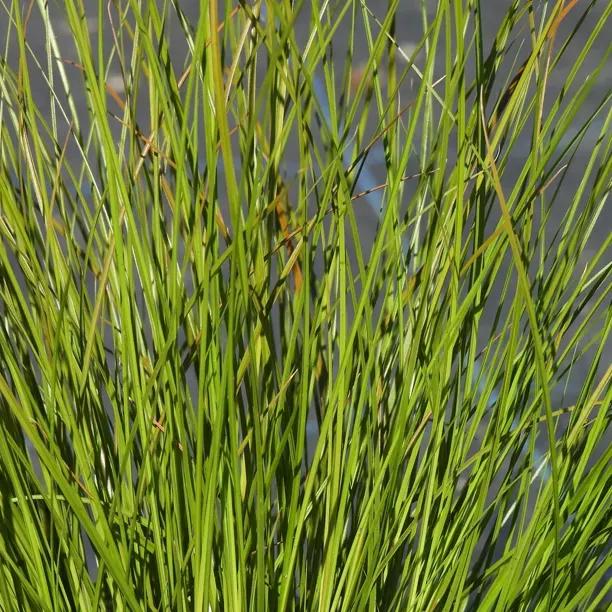Prairie Fire Sedge Grass (Carex testacea Prairie Fire)