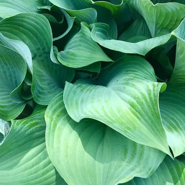 Prince of Wales Hosta