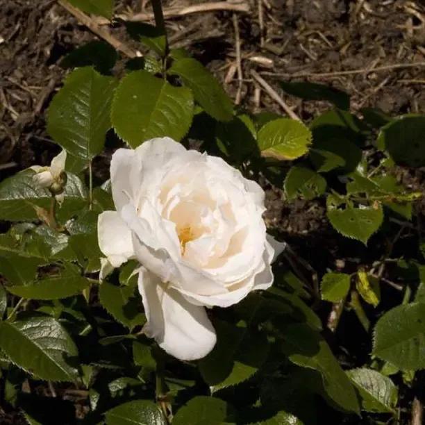 Princess of Wales Floribunda Rose