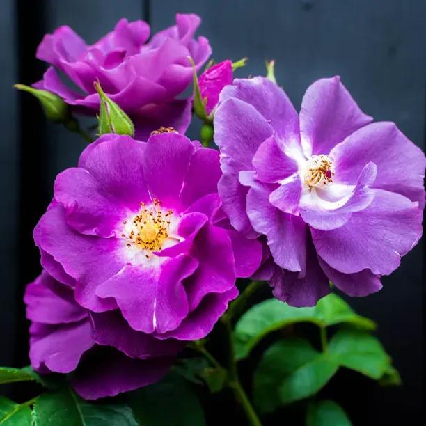Purple Skyliner Roses