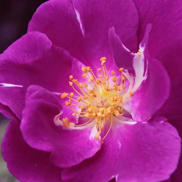 Purple Skyliner Climbging Rose
