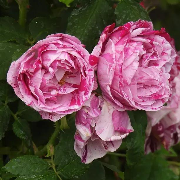 Raspberry Cream Twirl Rose