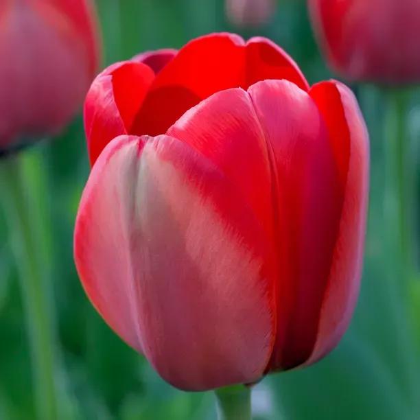 Red Impression Tulips