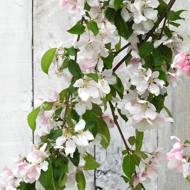Weeping Red Jade Crab Apple Blossom