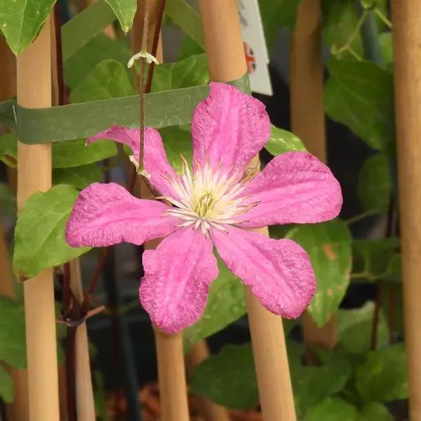 Remembrance Clematis