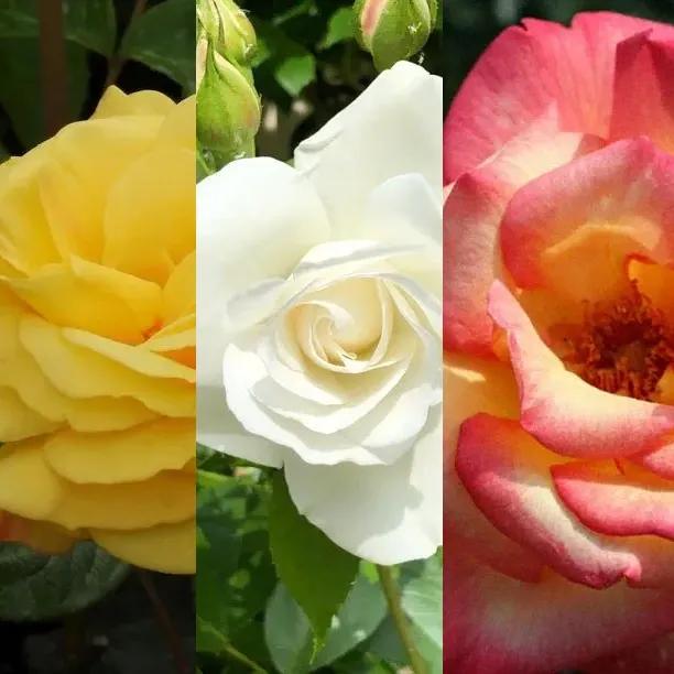 3 RHS Award Winning Scented Roses