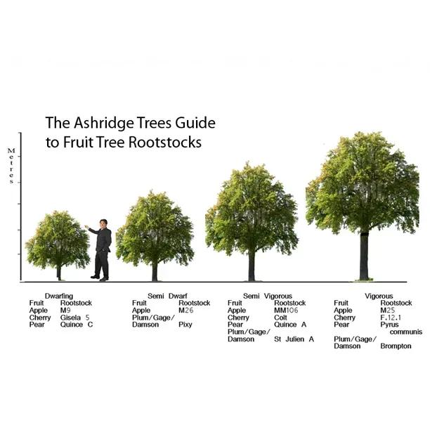 Rootstocks for Apple & Pear Trees Ashridge