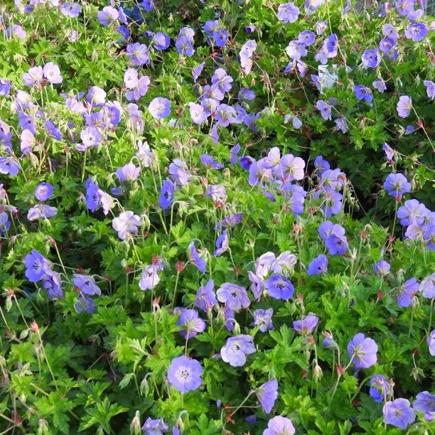 Rozanne Geraniums (Geranium hybridum Rozanne)